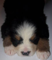 xmas2010pups084.JPG