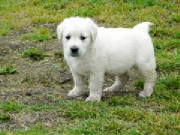 Gretta03.jpg