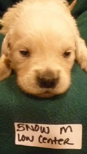 puppiesNovember2011060.JPG