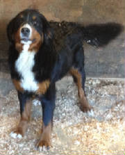 Maggie77757708.JPG