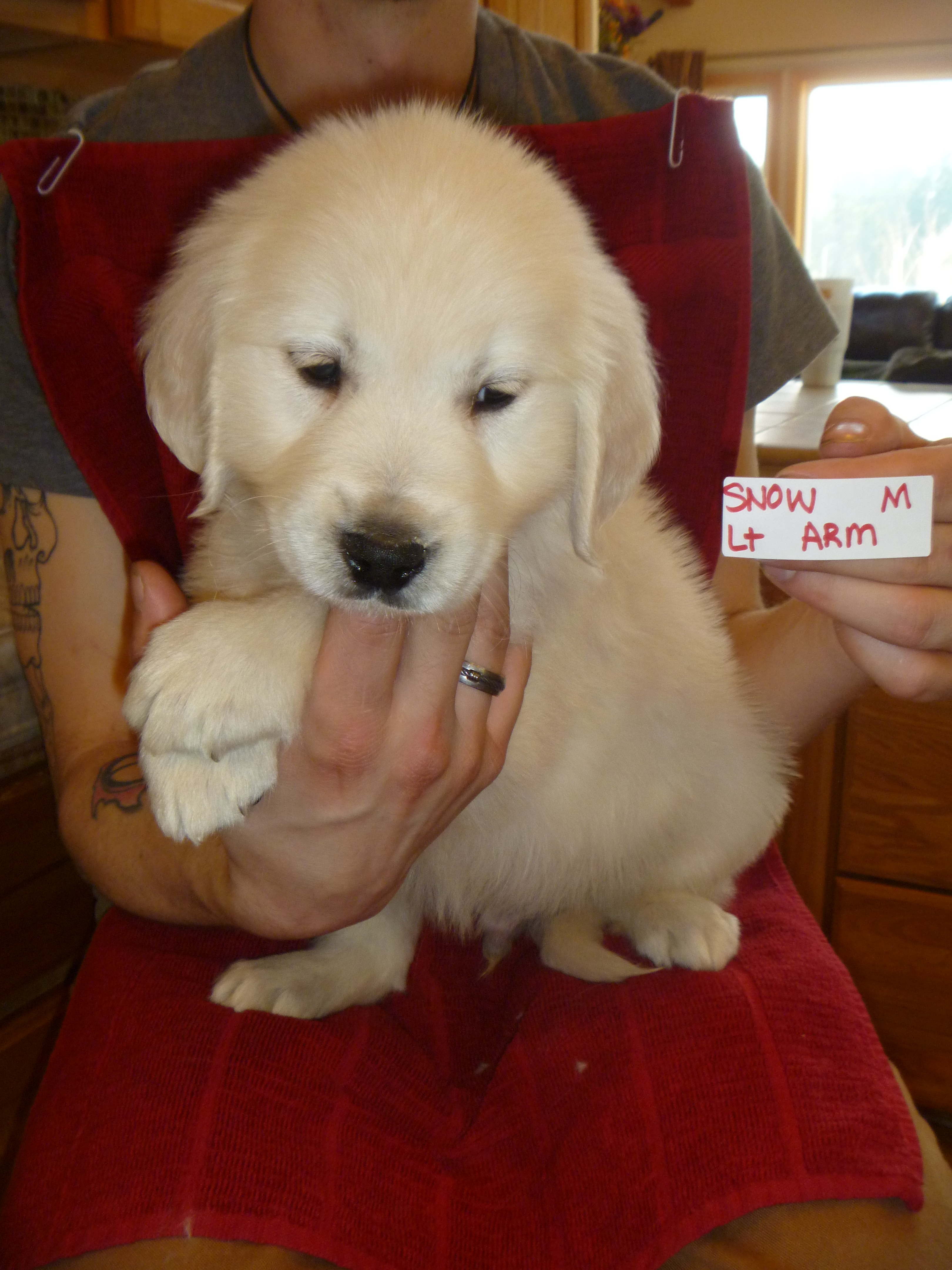 dogcrateXL1.jpg