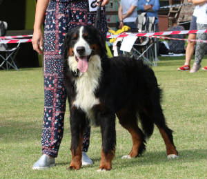 Bernese/880775617580136o.jpg