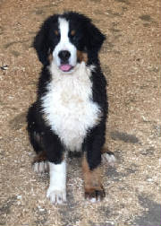 Bernese/thumbnailIMG7578.jpg