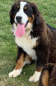 Bernese/AnnaFLR65207735.jpg