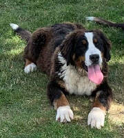 Bernese/AnnaFLLKiss65423928.jpg