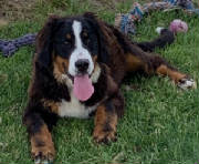 Bernese/AnnaFLR65207735.jpg