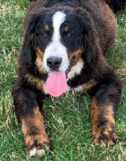 Bernese/AnnaFLR65207735.jpg