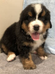 Bernese/BAFLR0687.jpg