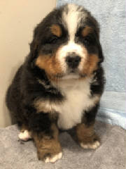 Bernese/BAFLR0687.jpg