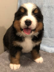 Bernese/BAFLR0687.jpg