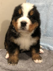 Bernese/BAFLR0687.jpg