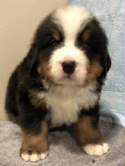 Bernese/BAFLR0687.jpg