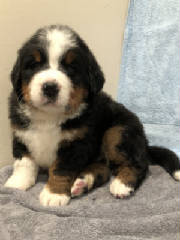 Bernese/BAFLR0687.jpg