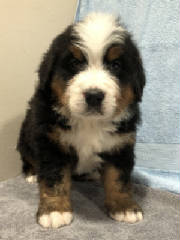 Bernese/BAFLR0687.jpg