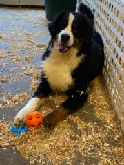 Bernese/BMpawthumbnailIMG0529.jpg