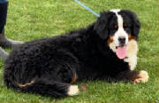 Bernese/BMpawthumbnailIMG0529.jpg