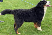 Bernese/BMpawthumbnailIMG0529.jpg