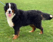 Bernese/BMpawthumbnailIMG0529.jpg