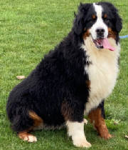 Bernese/BMpawthumbnailIMG0529.jpg