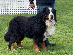 Bernese/SireArmaniImportHungaryMikesUtiWorldCHKennel.jpg