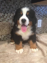 Bernese/ElenorMLFT5161.jpg