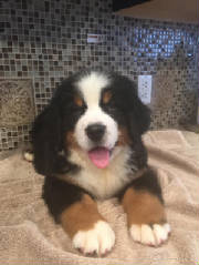 Bernese/ElenorMLFT5161.jpg