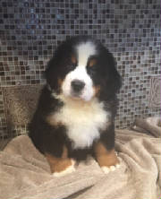 Bernese/ElenorMLFT5161.jpg