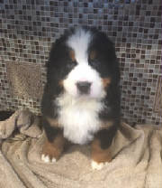 Bernese/EliseFLA5236.jpg