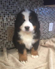 Bernese/EliseFLA5236.jpg