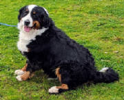 Bernese/thumbna555ilIMG3127.jpg