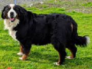 Bernese/thumbna555ilIMG3127.jpg