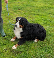 Bernese/thumbna555ilIMG3127.jpg