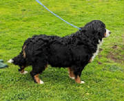 Bernese/thumbna555ilIMG3127.jpg