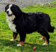 Bernese/thumbna555ilIMG3127.jpg