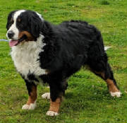 Bernese/thumbna555ilIMG3127.jpg