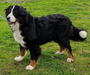 Bernese/IMG88883110.JPG