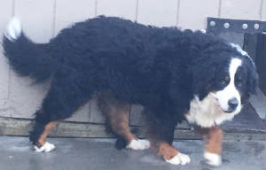 Bernese/IMGElenor9400.JPG