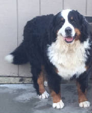 Bernese/IMGElenor9400.JPG