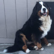 Bernese/IMGEstelle9292.JPG