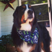 Bernese/BiscuitMaleLowerRight8887595.jpg