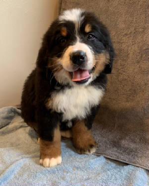 Bernese/FLowerRight2019.jpg