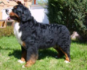 Bernese/VanyaTerraDeBernSharlotta.JPG