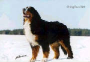 Bernese/VanyaTerraDeBernSharlotta.JPG