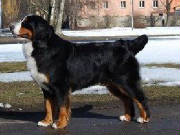 Bernese/VanyaTerraDeBernSharlotta.JPG