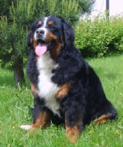 Bernese/VanyaTerraDeBernSharlotta.JPG