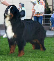 Bernese/VanyaTerraDeBernSharlotta.JPG