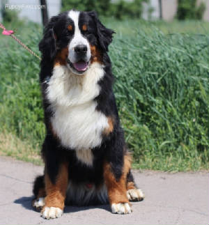 Bernese/Vanyaw331ln1qo02.jpg