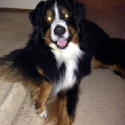 Bernese/BiscuitMaleLowerRight8887595.jpg