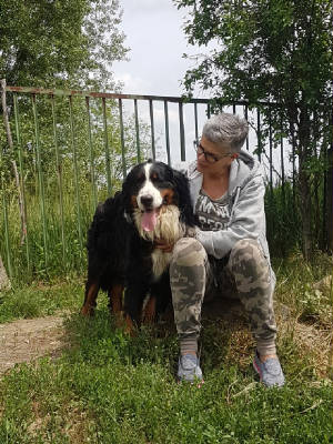 Bernese/880775617580136o.jpg