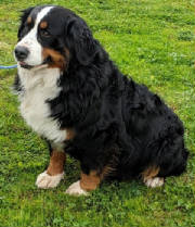 Bernese/thumbna555ilIMG3127.jpg